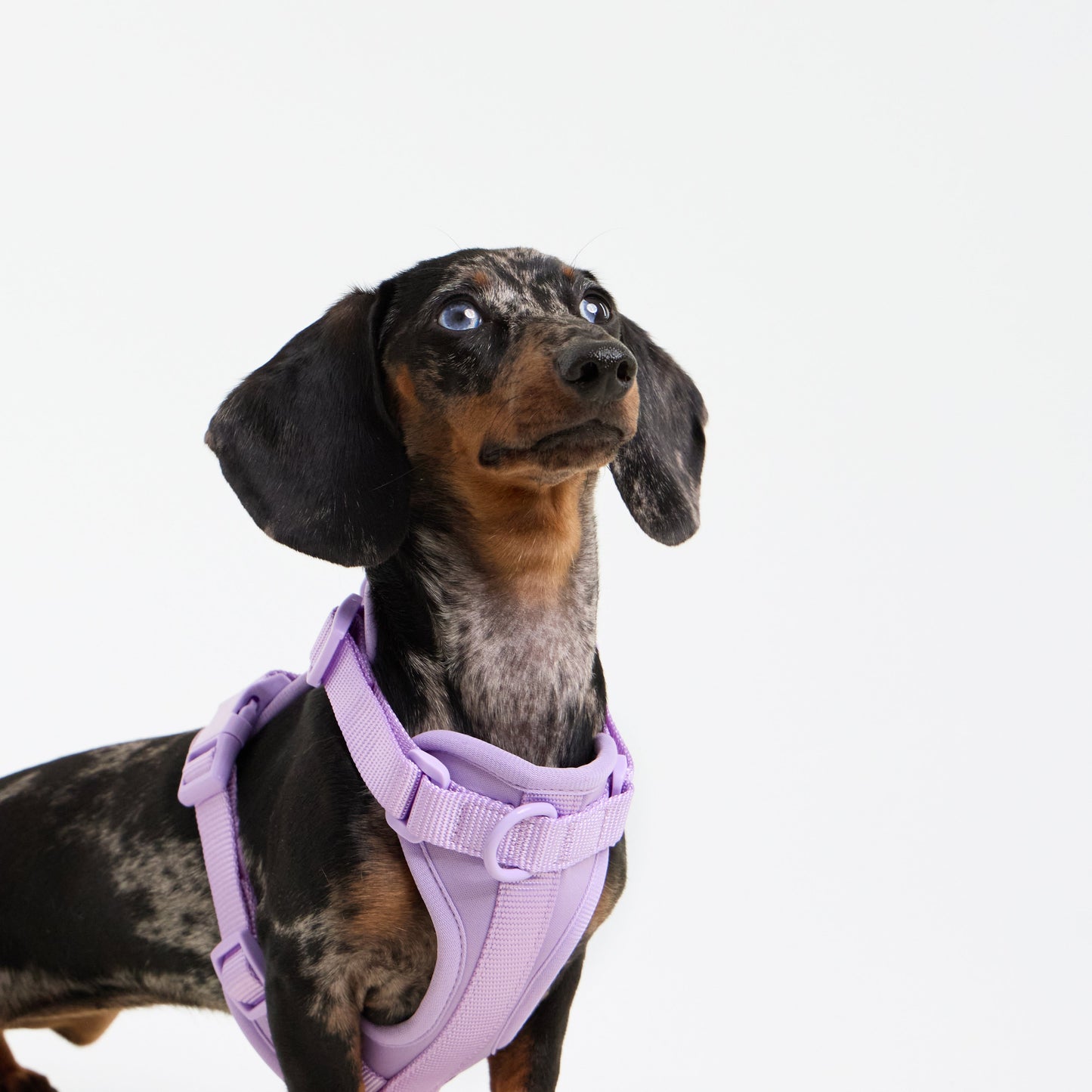 LONGFIT™ Comfort Harness – Perfect harnas voor teckels &amp; kleine honden