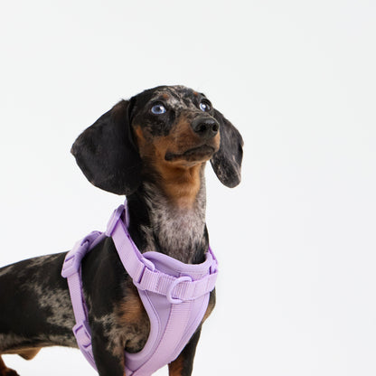LONGFIT™ Comfort Harness – Perfect harnas voor teckels &amp; kleine honden